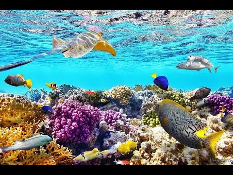 видео: Amphoras Beach, 5 Star Resort, Sharm el-Sheikh, Egypt, January 2024