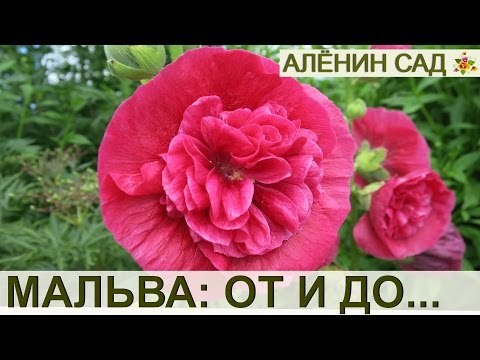 МАЛЬВА ИЛИ ШТОК РОЗА ОТ ПОСЕВА ДО СБОРА СЕМЯН / ВСЕ СЕКРЕТЫ ВЫРАЩИВАНИЯ МАЛЬВЫ