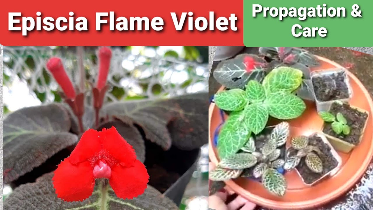 Episcia Flame Violet Propagation & Care Guide