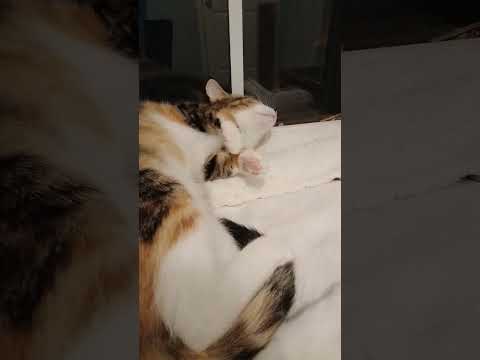 Lucky video for Petfinder