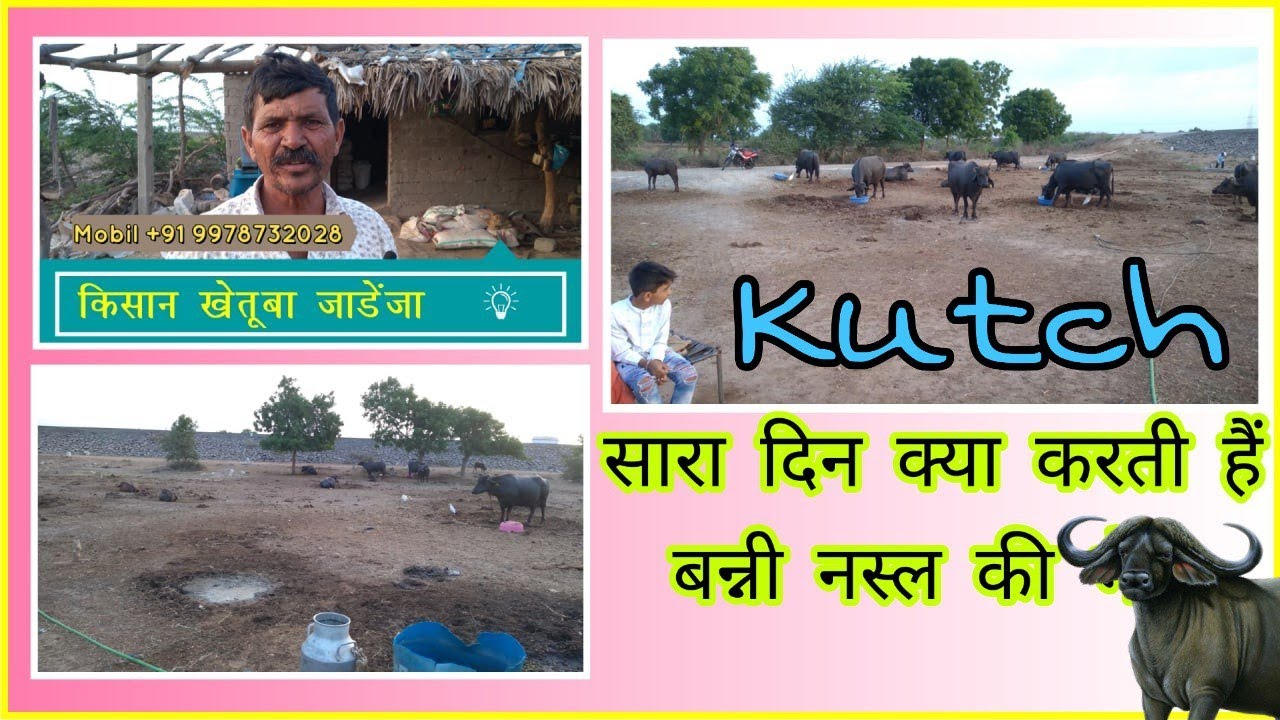 Everyday routine of bunny buffalo Kutch Gujarat 2022 कच्छ के बारया
