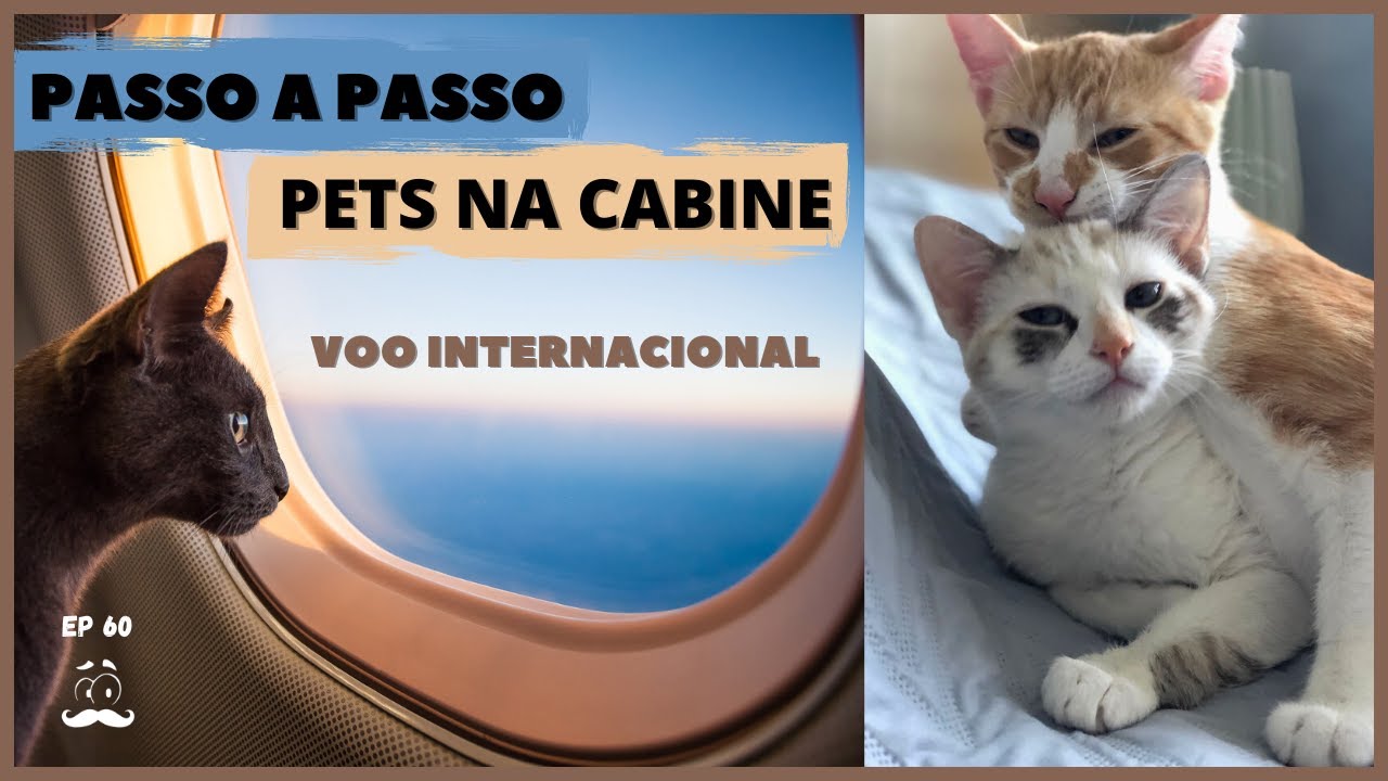 Como levar seu PET para Portugal / Europa PASSO A PASSO com preços