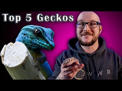 Vidéo: Différents types de geckos