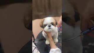 SHIHTZU PUPPY ASLEEP WHILE FACELIFT #cutedog #dog #shortsvideo #pets #care