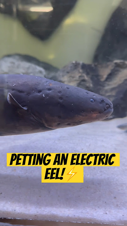 Touching an Electric Eel: Shocking Consequences! @thekingofdiy⚡️😨
