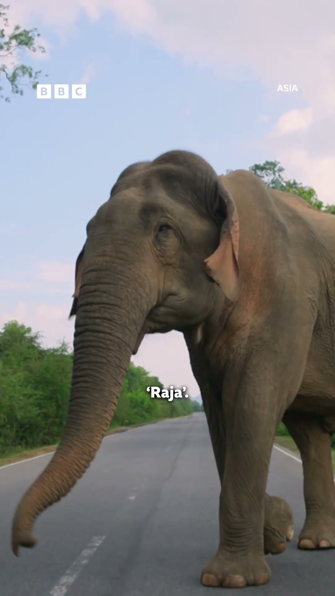 Elephant's charming way of getting extra snacks | Asia - BBC