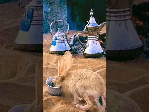 ناتاشا زحمة