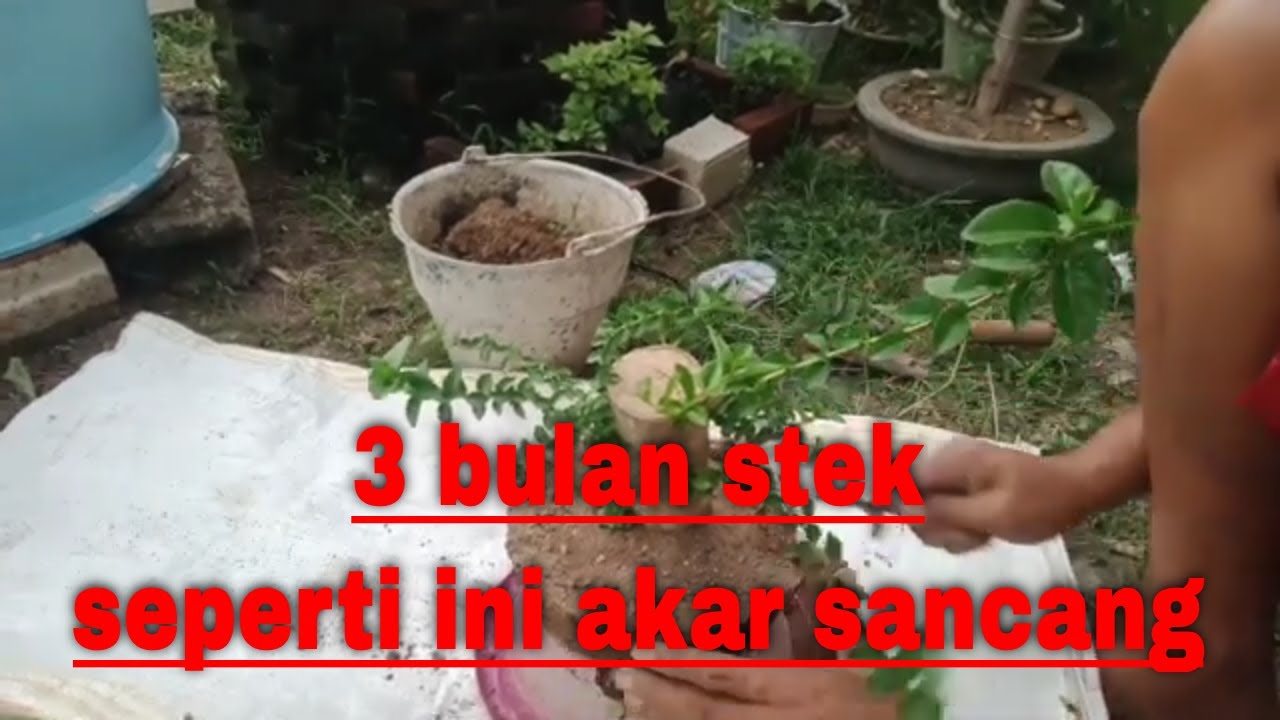 hasil stek sancang umur 3 bulan