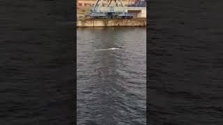 Buckelwal Hartwin erneut in der Ostsee – Sichtung heute im Hafen von Wismar #hope #breakingnews