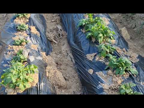 감자순이 한뼘정도 자랐을때 추비하면 다수확.#감자추비시기 감자순이 한뼘정도 자랐을때 추비하면 다수확.#감자추비시기