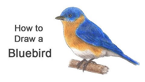 How to Draw a Bluebird