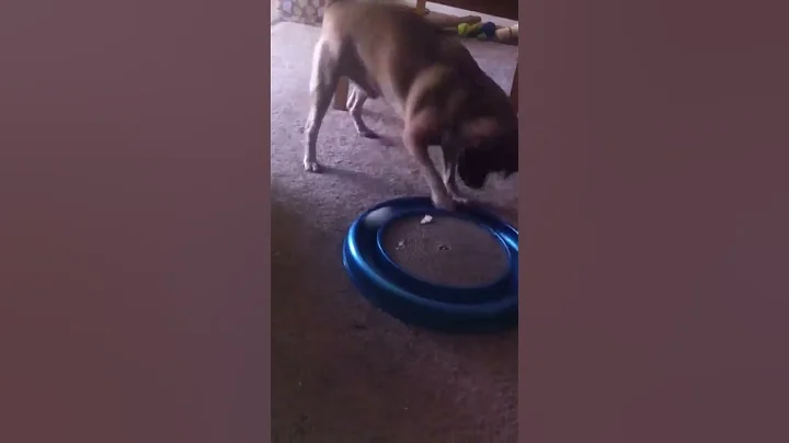 Dog likes cat toy more than cat