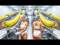 Giant Banana Stem Factory Exposed