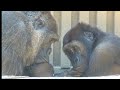 飼育員さんやゲンタロウに赤ちゃんを見せてあげる母ゴリラ⭐️Gorilla【京都市動物園】Genki shows the her baby to the zookeeper and Gentaro.