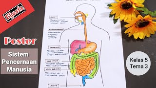 Cara Membuat Poster Sistem Pencernaan Manusia dan Fungsinya