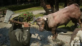 RDR2 - Hunting animals in the park with Pirate Blackbeard 