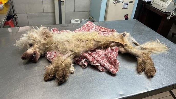 Someone Abandoned Fenix In Front Of Our Shelter But He Still Had His Trust  In Human... - YouTube