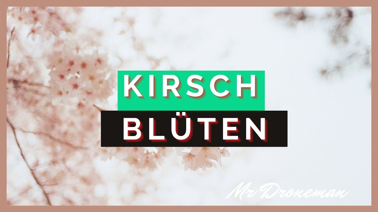 Kirschblüten an der Straße| Germany | Drone | Cinematic Drone | 4K | UltraHD | Mr. Droneman