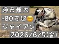 【過去最大の含み損😵💫/ダル夫くん】-80万超😭/ジャイアンハス夫