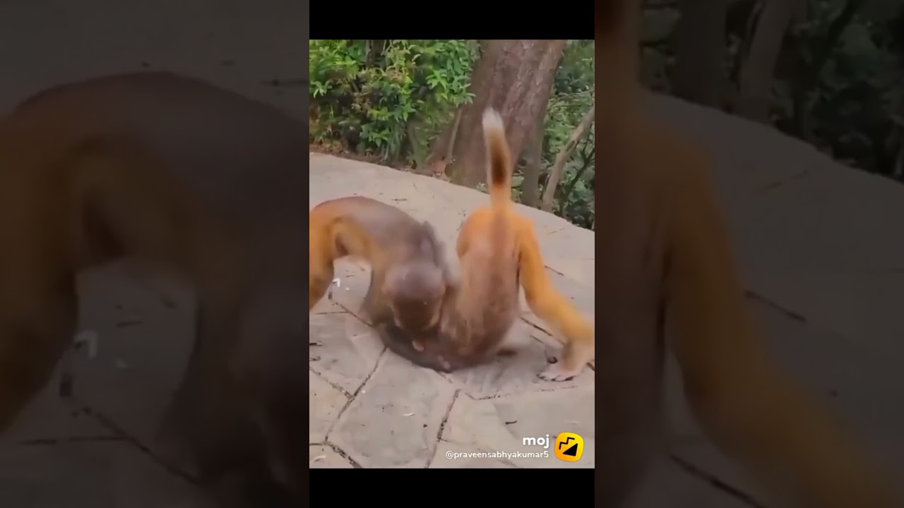 Monkey Status Video 