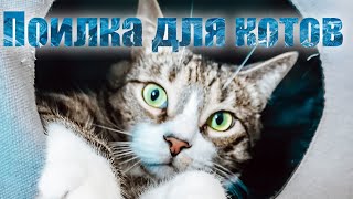 Коты, Такие Коты ))) Обзор Автоматической Поилки И Мешающийся Под Ногами Кот.