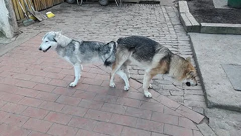 Kann ein Fuchs einen Hund schwängern?