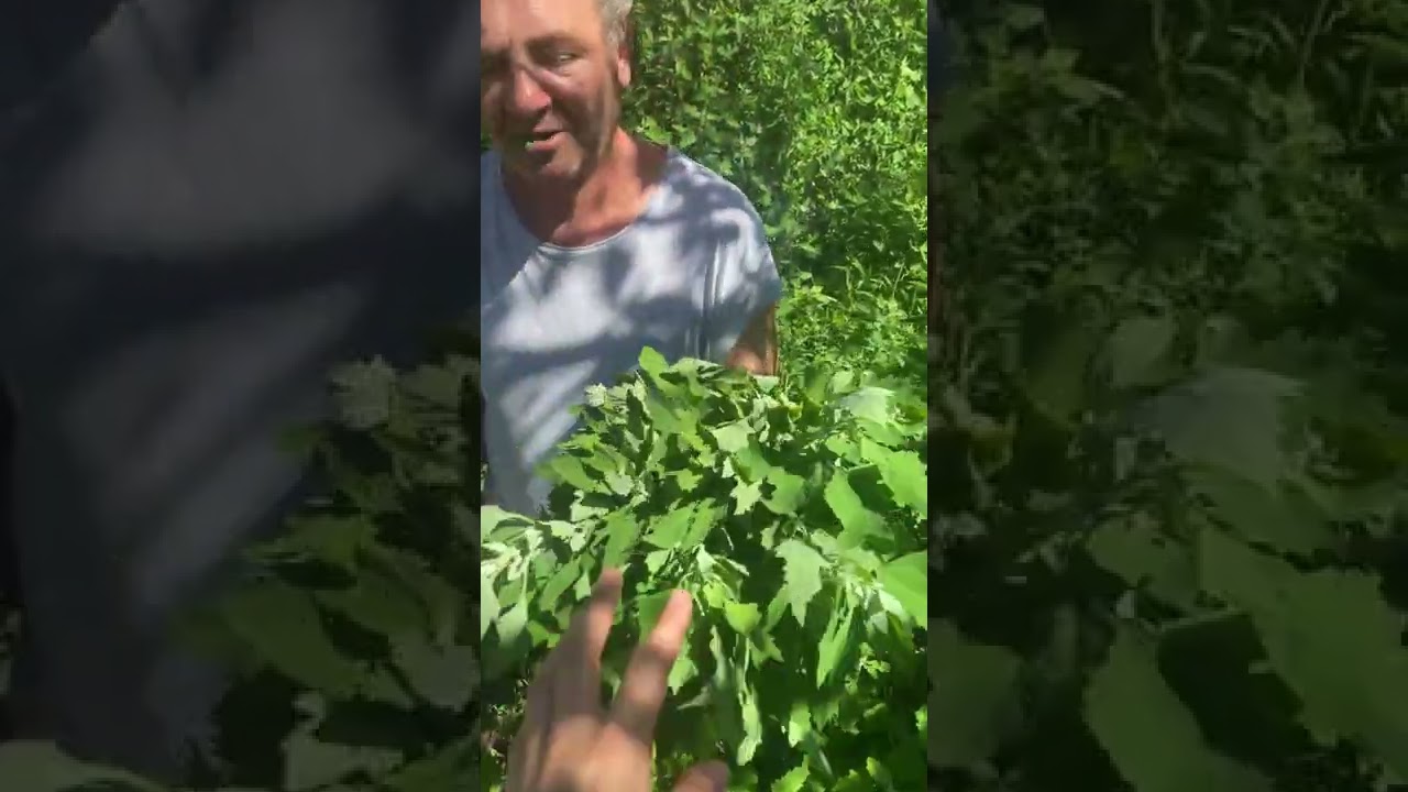 Lo spinacio selvatico farinello, Il CHENOPODIUM ALBUM