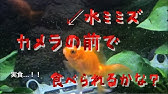 ミズミミズ Vs メダカの卵 Youtube ミズミミズ Vs メダカの卵 Youtube