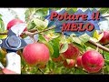 POTARE IL MELO