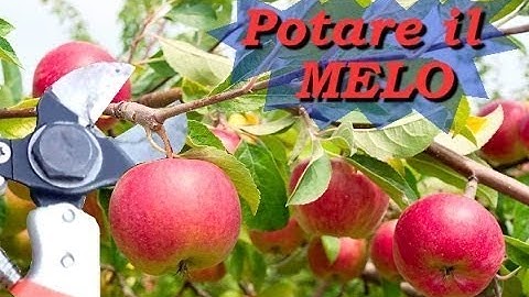 PRUNING THE APPLE TREE