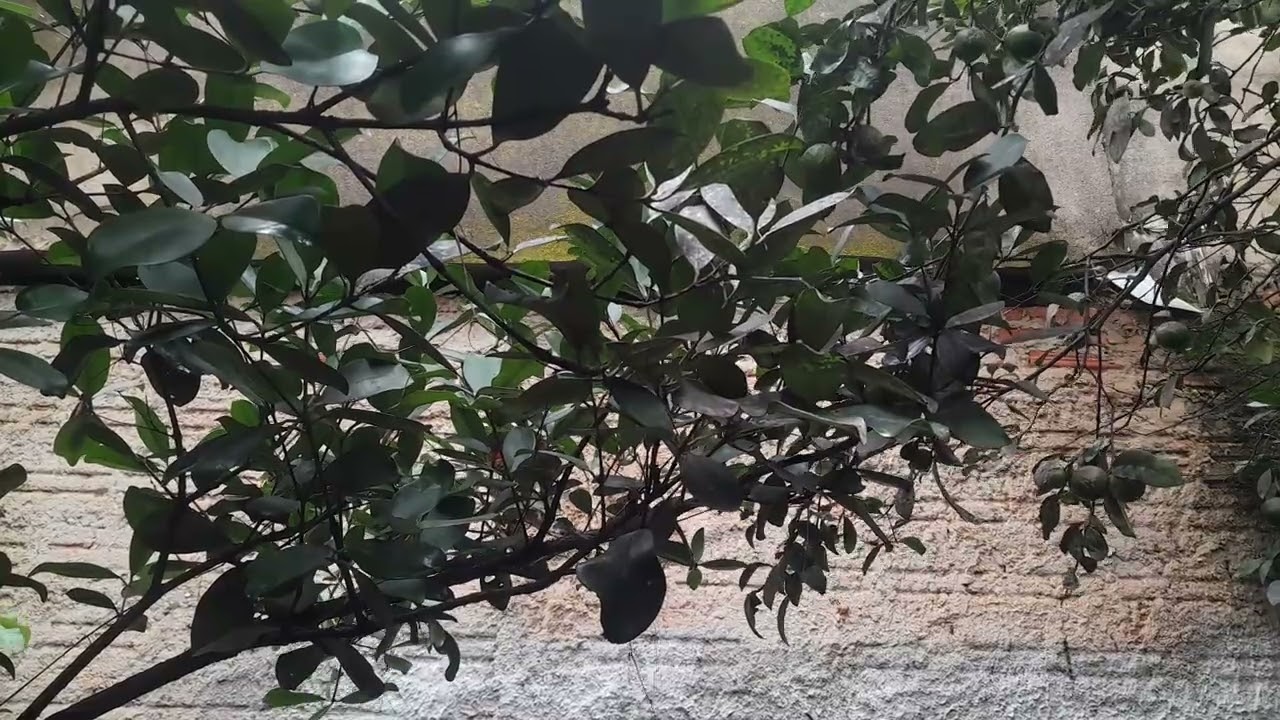 Jesus Cristo venha nos buscar  1.466 dias .