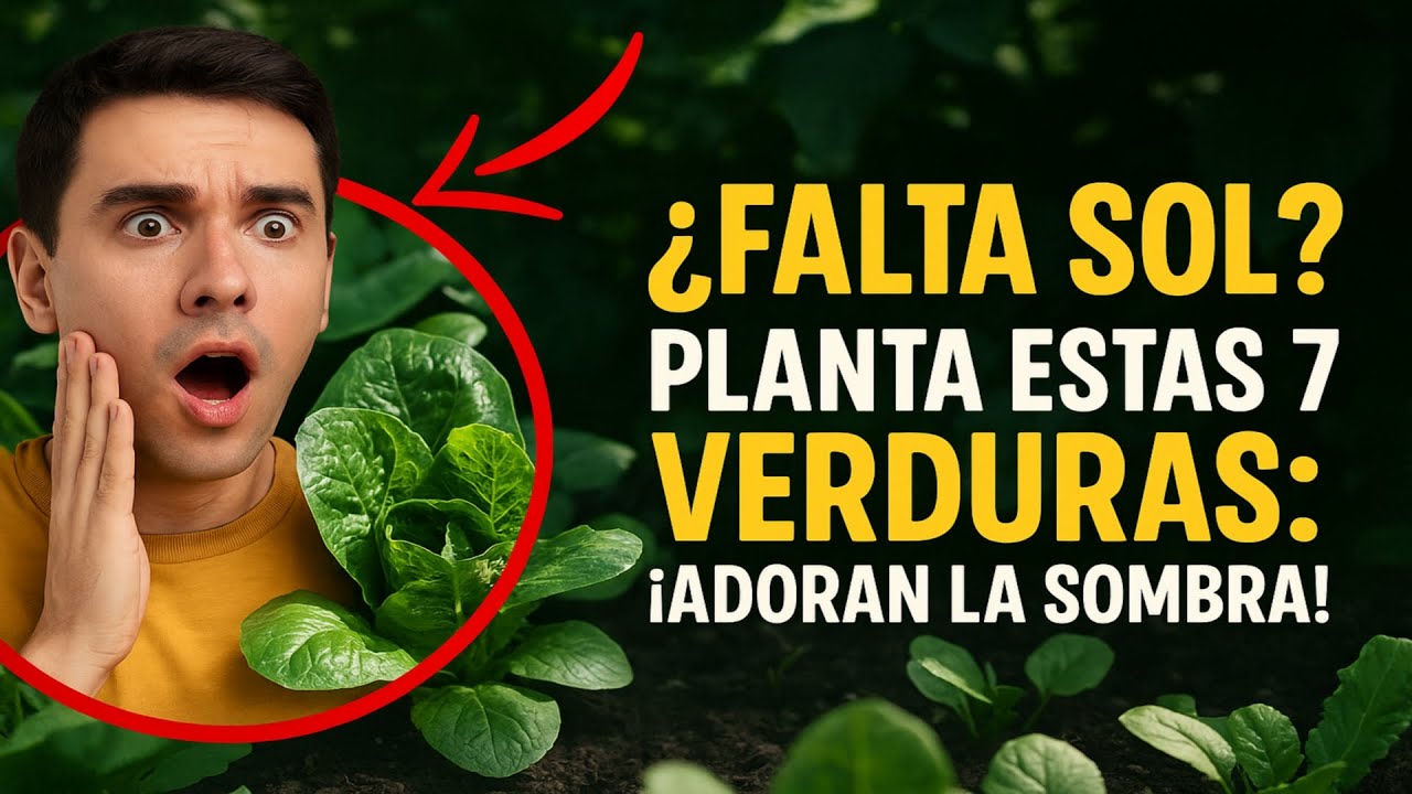 ¿Falta sol? Planta estas 7 verduras: ¡adoran la sombra!