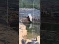 Well Ain’t That Cute — A Skunk Gettin’ a Drink