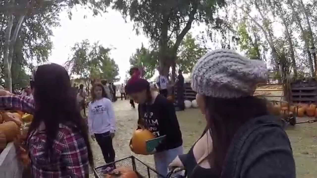 Banducci' Pumpkin Patch YouTube