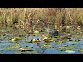 Great Blue Heron Eats Largemouth Bass