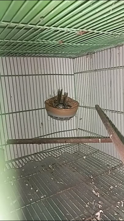 beternak burung ciblek gunung dikandang kecil