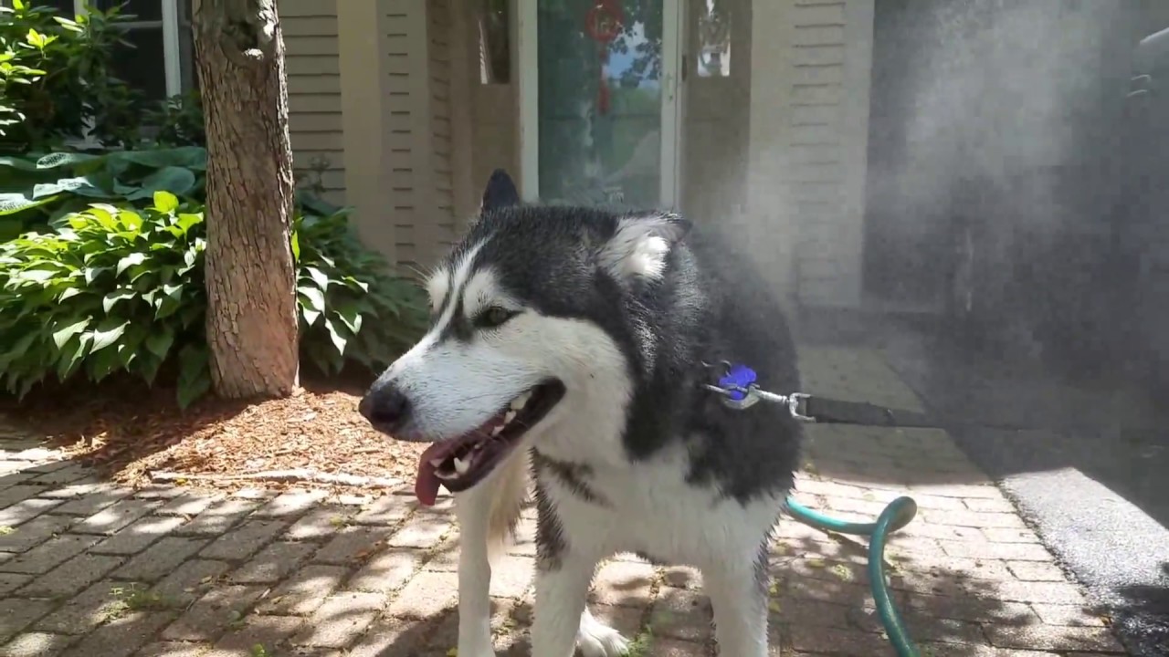 How To Keep A Siberian Husky Cool In The Summer