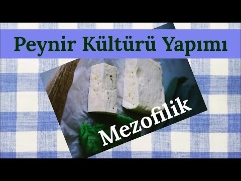 Video: Peynir Yapımında Mezofilik Starter Kültürler Neden Ve Nasıl Kullanılır?