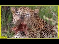 Momen macan tutul bertarung dan dihancurkan dengan brut4l 11 momen p3rt4run64n binatang disavana