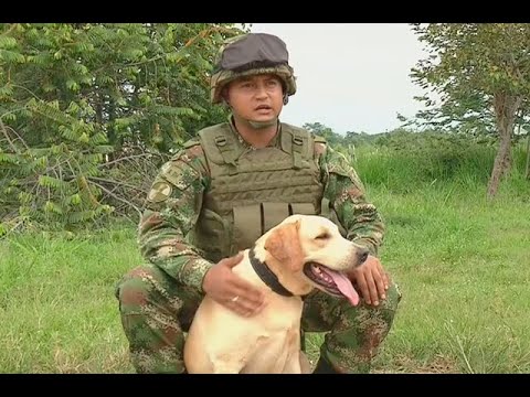 Video: Perros Trufados: Estos Cachorros Están Entrenados Para Cazar Hongos