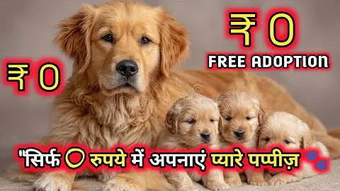 Free Golden Retriever Puppies for Adoption 🐶 | Cute Family Dogs 2025