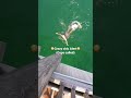 Karen harassing pier fishermen | #shorts