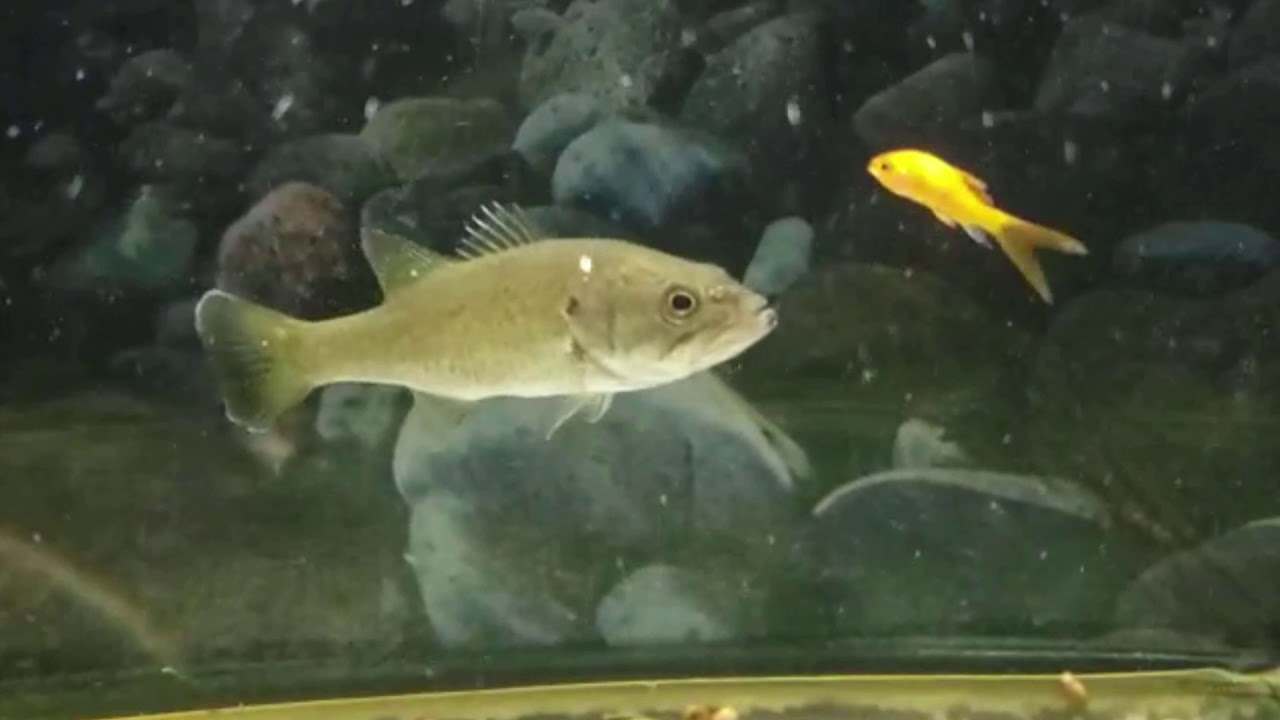 FEEDING MY PET BABY LARGEMOUTH BASS (WARNING) FISH WILL DIE YouTube