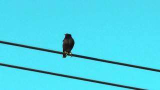 Birds Songs App