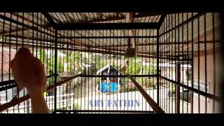BURUNG KENARI STANDAR KECIL DURASI PANJANG