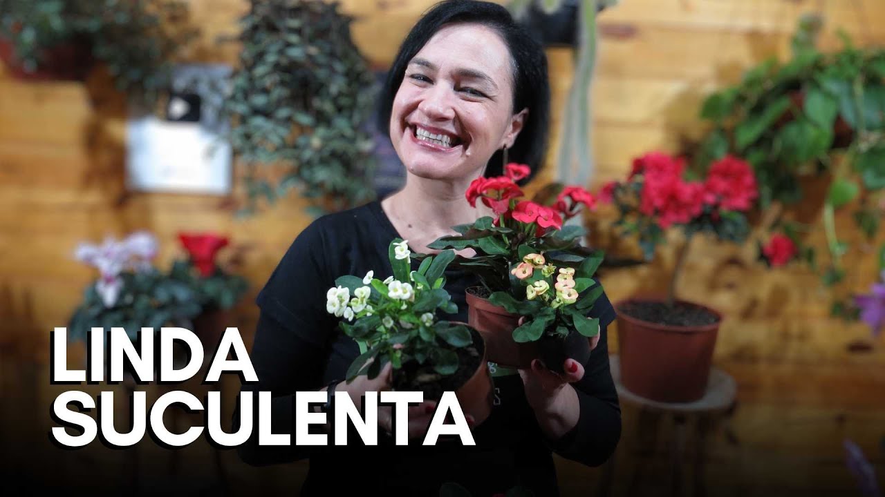 Euphorbia 'Miliiana' - Suculenta que dá flores o ANO TODO!!