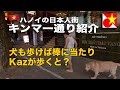 ベトナムハノイの日本人街、今度はキンマー通りを大紹介！してたらあの人達に遭遇！