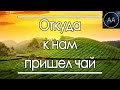 Откуда к нам пришел чай | All About