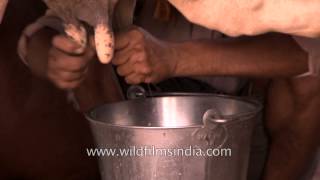 An Indian worker hand-milking a cow at dairy farm in Delhi