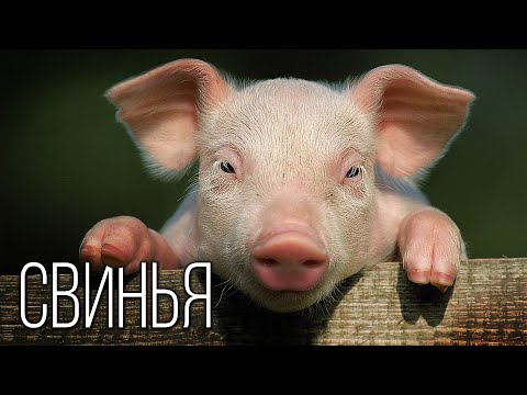 Видео: Свинья: Она вам не кабан | Интересные факты про свиней